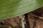 Speckled wood-lily <BR>White clintonia